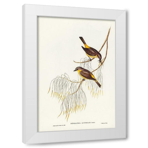 Yellow-breasted Robin-Eopsaltria Australis White Modern Wood Framed Art Print by Gould, John