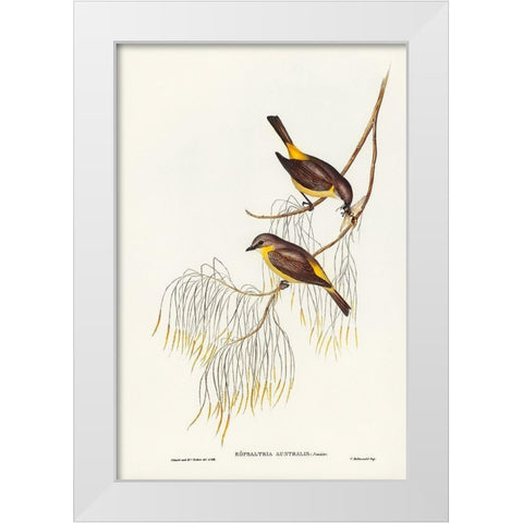 Yellow-breasted Robin-Eopsaltria Australis White Modern Wood Framed Art Print by Gould, John