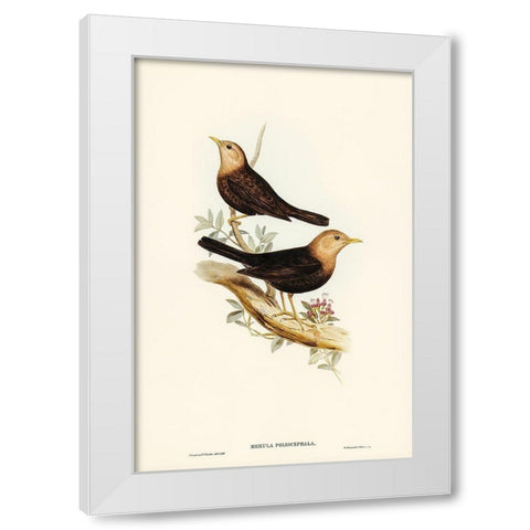 Grey-headed Blackbird-Merula poliocephala White Modern Wood Framed Art Print by Gould, John