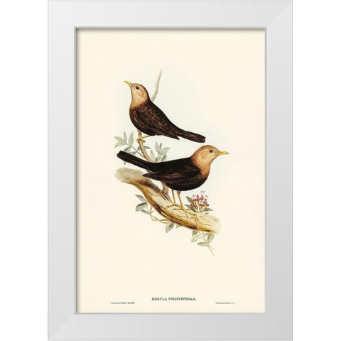 Grey-headed Blackbird-Merula poliocephala White Modern Wood Framed Art Print by Gould, John