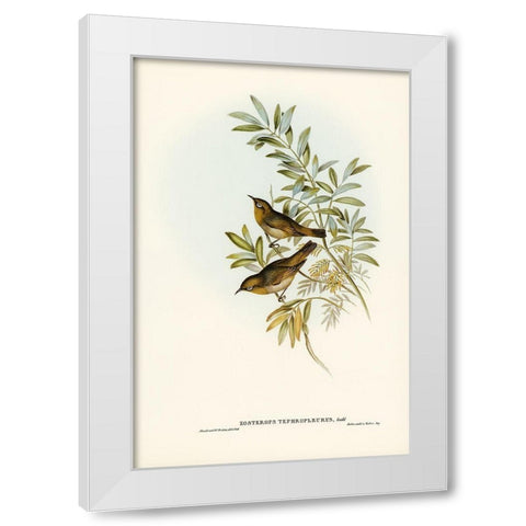 Grey-breasted Zosterops-Zosterops tephropleurus White Modern Wood Framed Art Print by Gould, John