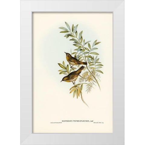 Grey-breasted Zosterops-Zosterops tephropleurus White Modern Wood Framed Art Print by Gould, John