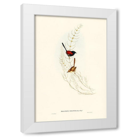 Brown’s Wren-alurus Brownii White Modern Wood Framed Art Print by Gould, John
