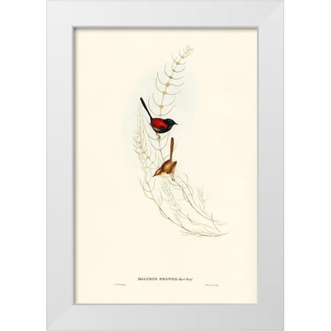 Brown’s Wren-alurus Brownii White Modern Wood Framed Art Print by Gould, John