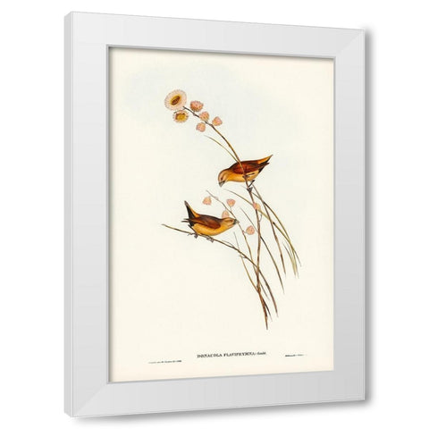 Yellow-rumped Finch-Donacola flaviprymna White Modern Wood Framed Art Print by Gould, John