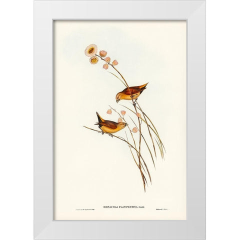 Yellow-rumped Finch-Donacola flaviprymna White Modern Wood Framed Art Print by Gould, John