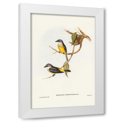Grey-breasted Robin-Eopsaltria griseogularis White Modern Wood Framed Art Print by Gould, John