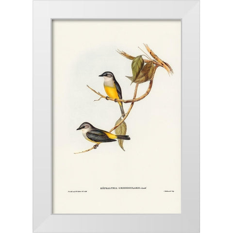 Grey-breasted Robin-Eopsaltria griseogularis White Modern Wood Framed Art Print by Gould, John