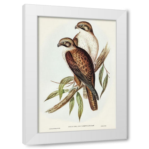 Western Brown Hawk-Ieracidea occidentalis White Modern Wood Framed Art Print by Gould, John