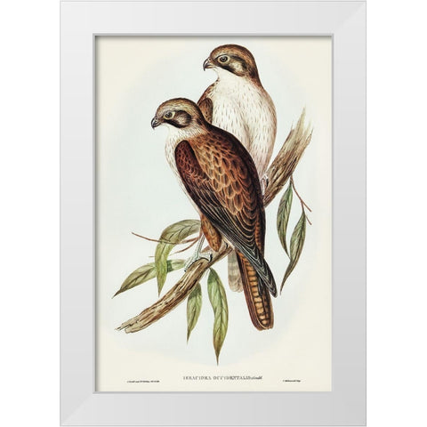 Western Brown Hawk-Ieracidea occidentalis White Modern Wood Framed Art Print by Gould, John