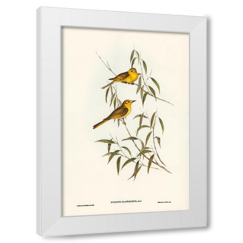 Yellow-tinted Honey-eater-Ptilotis flavescens White Modern Wood Framed Art Print by Gould, John