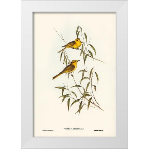 Yellow-tinted Honey-eater-Ptilotis flavescens White Modern Wood Framed Art Print by Gould, John