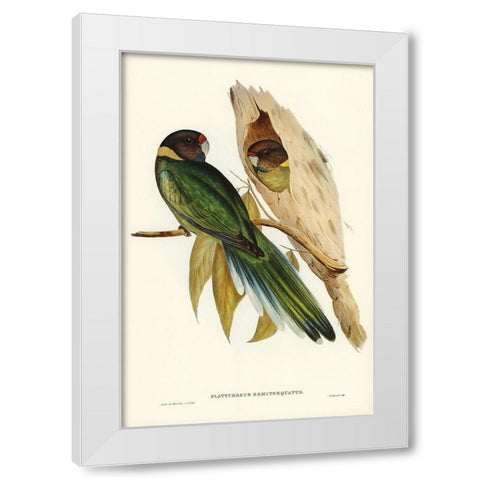 Yellow-collared Parakeet-Platycercus semitorquatus White Modern Wood Framed Art Print by Gould, John