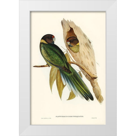 Yellow-collared Parakeet-Platycercus semitorquatus White Modern Wood Framed Art Print by Gould, John