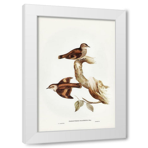 Brown Tree-Creeper-Climacteris scandens White Modern Wood Framed Art Print by Gould, John