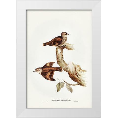 Brown Tree-Creeper-Climacteris scandens White Modern Wood Framed Art Print by Gould, John