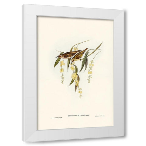 Brown Honey-eater-Glyciphila ocularis White Modern Wood Framed Art Print by Gould, John