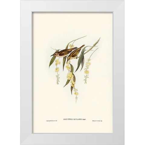 Brown Honey-eater-Glyciphila ocularis White Modern Wood Framed Art Print by Gould, John