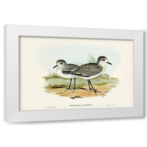 Grey Plover-Squatarola Helvetica White Modern Wood Framed Art Print by Gould, John