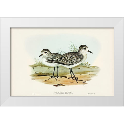 Grey Plover-Squatarola Helvetica White Modern Wood Framed Art Print by Gould, John
