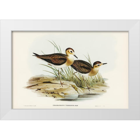 Brown Plover-Charadrius veredus White Modern Wood Framed Art Print by Gould, John