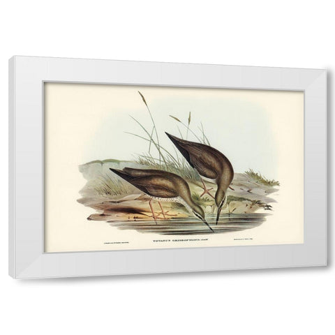 Grey-rumped Sandpaper-Totanus griseopygius White Modern Wood Framed Art Print by Gould, John