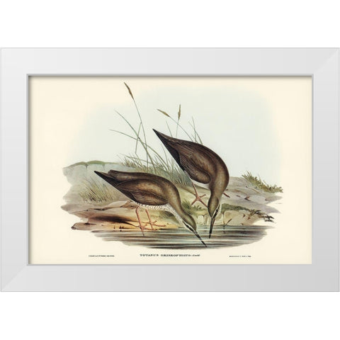 Grey-rumped Sandpaper-Totanus griseopygius White Modern Wood Framed Art Print by Gould, John