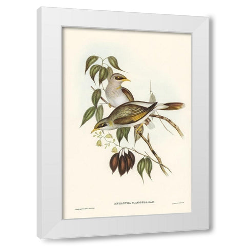 Yellow-throated Miner-Myzantha flavigula White Modern Wood Framed Art Print by Gould, John