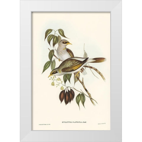 Yellow-throated Miner-Myzantha flavigula White Modern Wood Framed Art Print by Gould, John