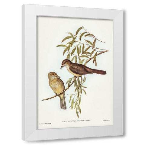 Brown Colluricincla-Colluricincla brunnea White Modern Wood Framed Art Print by Gould, John