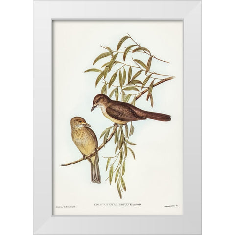 Brown Colluricincla-Colluricincla brunnea White Modern Wood Framed Art Print by Gould, John