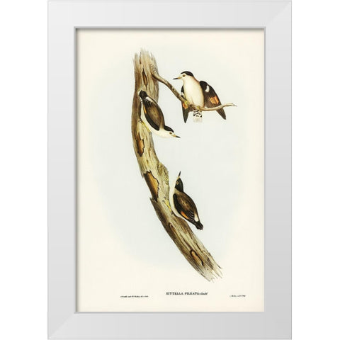 Black-capped Sittella-Sittella pileata White Modern Wood Framed Art Print by Gould, John