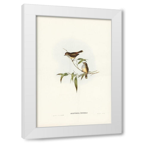 Little Brown Acanthiza-Acanthiza pusilla White Modern Wood Framed Art Print by Gould, John