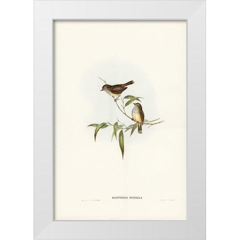 Little Brown Acanthiza-Acanthiza pusilla White Modern Wood Framed Art Print by Gould, John