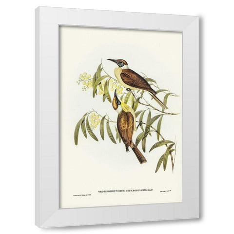 Yellow-throated Friar Bird-Tropidorhynchus citreogularis White Modern Wood Framed Art Print by Gould, John