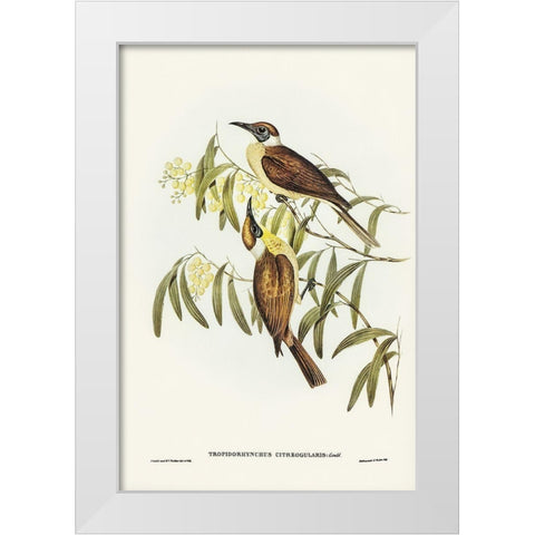 Yellow-throated Friar Bird-Tropidorhynchus citreogularis White Modern Wood Framed Art Print by Gould, John