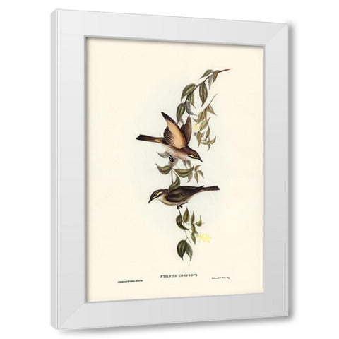 Yellow-faced Honey-eater-Ptilotis chrysops White Modern Wood Framed Art Print by Gould, John