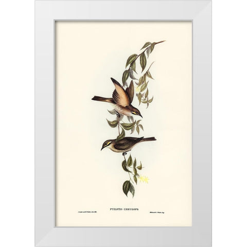 Yellow-faced Honey-eater-Ptilotis chrysops White Modern Wood Framed Art Print by Gould, John