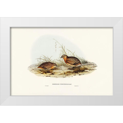 Red-chested Hemipode-Hemipodius pyrrhothorax White Modern Wood Framed Art Print by Gould, John