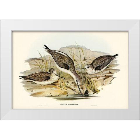 Australian Greenshank-Glottis Glottoides White Modern Wood Framed Art Print by Gould, John