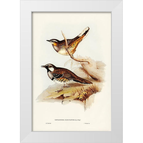 Spotted Groud Thrush-Cinclosoma punctatum White Modern Wood Framed Art Print by Gould, John