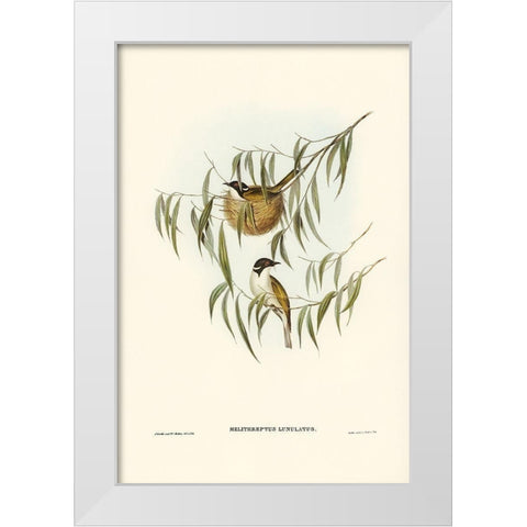 Lunulated Honey-eater-Melithreptus lunulatus White Modern Wood Framed Art Print by Gould, John