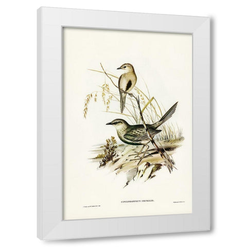Brown Songlark-Cincloramphus cruralis White Modern Wood Framed Art Print by Gould, John
