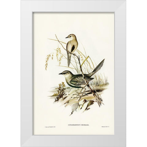 Brown Songlark-Cincloramphus cruralis White Modern Wood Framed Art Print by Gould, John