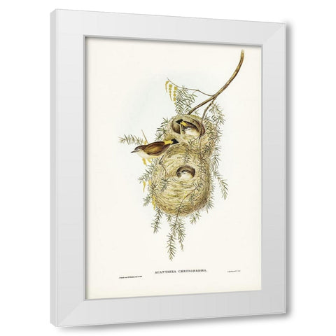 Yellow-rumped Acanthiza-Acanthiza chrysorrhoea White Modern Wood Framed Art Print by Gould, John