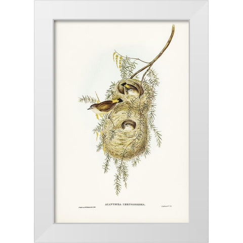 Yellow-rumped Acanthiza-Acanthiza chrysorrhoea White Modern Wood Framed Art Print by Gould, John