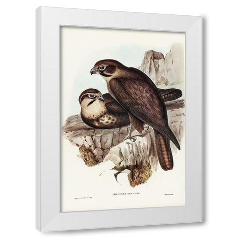 Brown Hawk-Ieracidea Berigora White Modern Wood Framed Art Print by Gould, John