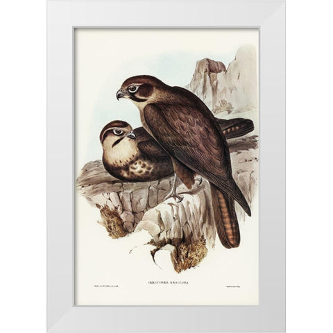 Brown Hawk-Ieracidea Berigora White Modern Wood Framed Art Print by Gould, John
