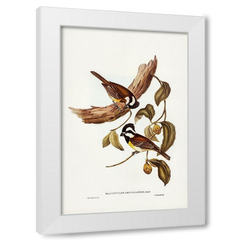 White-bellied Shrike-Tit-Falcunculus leucogaster White Modern Wood Framed Art Print by Gould, John