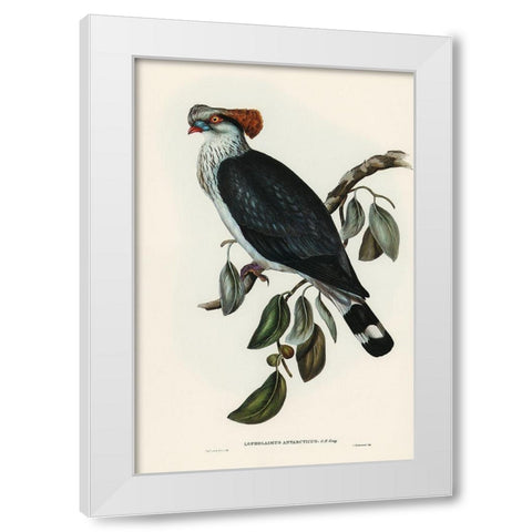 Top-Knot Pigeon-Lopholaimus Antarcticus White Modern Wood Framed Art Print by Gould, John